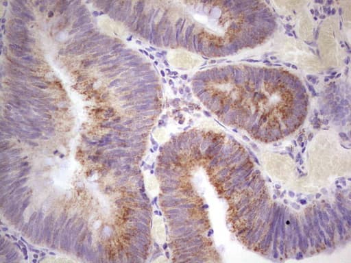 Monoclonal Mouse anti-Human C-TAK1 / MARK3 Antibody (clone OTI3E11, Carrier-free, aa473-729, IHC)