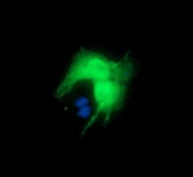 DPCD Antibody (clone OTI4B9)