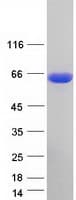 Human CPNE1 / Copine I Protein (Recombinant Myc-DDK (Flag))