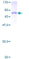 Human UBA3 / UBE1C Protein (Recombinant GST)