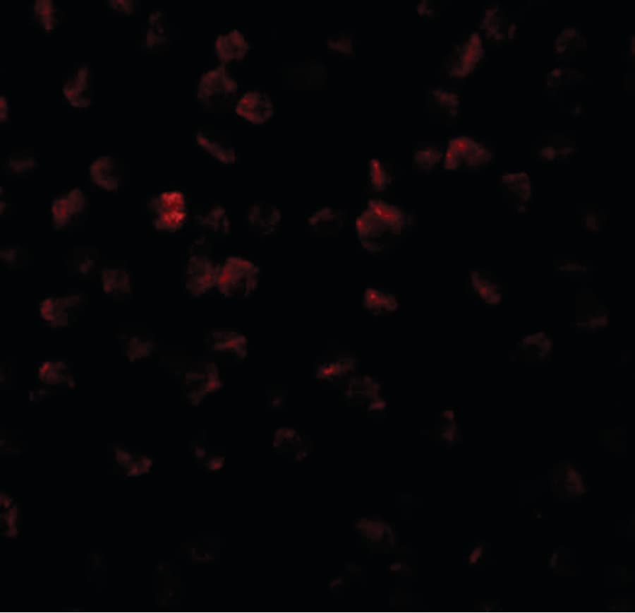 IHC-plus™ ANAPC11 / APC11 Antibody