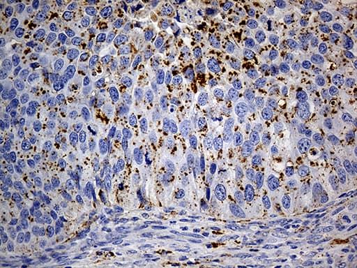 LAMP1 / CD107a Antibody (aa29-382, clone OTI8B1)