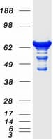 Human SEPT9 / Septin 9 Protein (Recombinant Myc-DDK (Flag))
