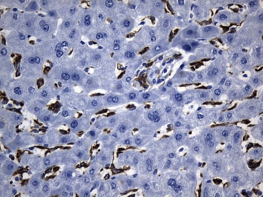 MSR1 / CD204 Antibody (aa197-451, clone UMAB247, Carrier-free)