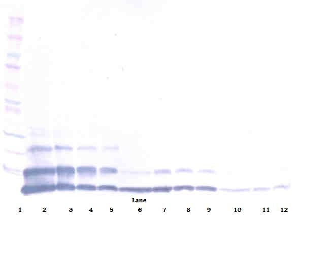 RETNLB / RELM-Beta Antibody