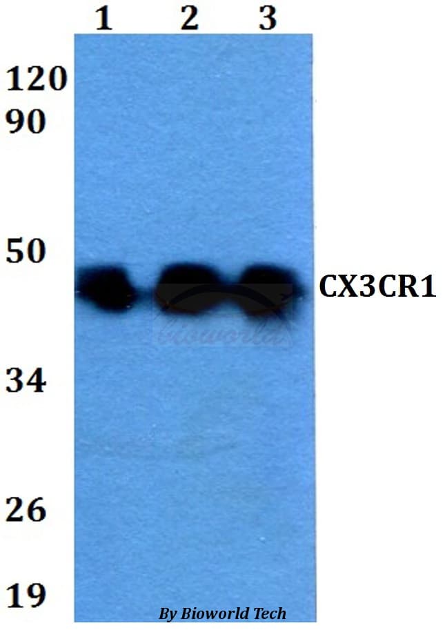 CX3CR1 Antibody