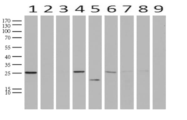 WIBG Antibody (clone UMAB207)