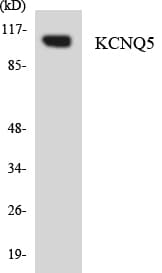 KCNQ5 Antibody (aa619-668)