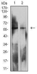IHC-plus™ LILRB2 / ILT4 Antibody (clone 2G7E11)