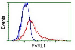 Monoclonal Mouse anti-Human Nectin-1 / PVRL1 Antibody (clone OTI6D12, WB)