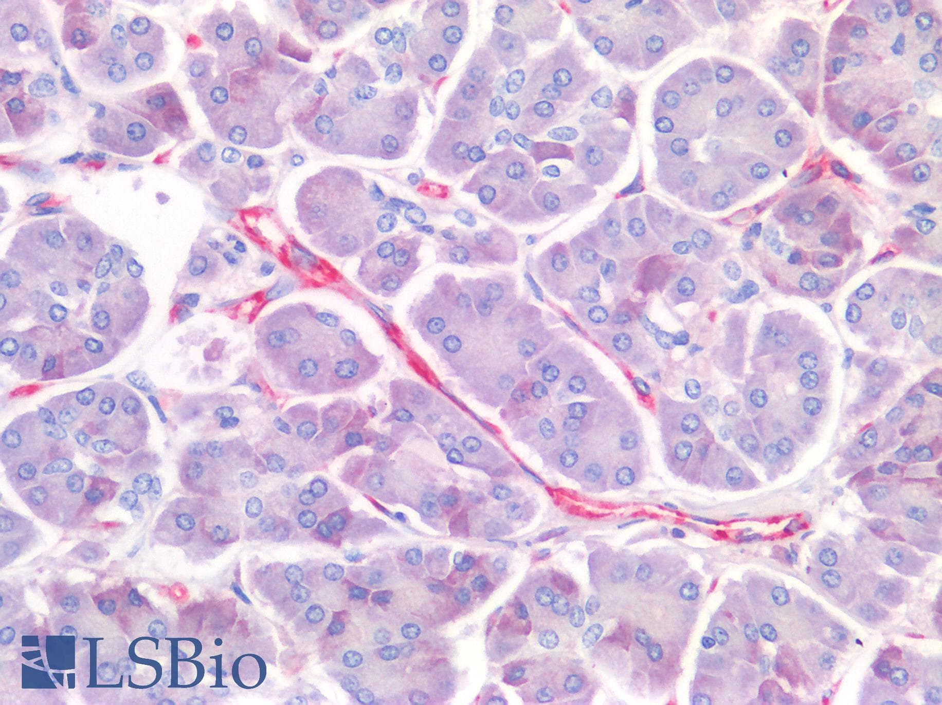IHC-plus™ PECAM-1 / CD31 Antibody