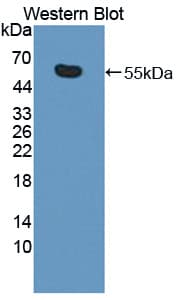 KIF18A Antibody (aa1-453, PE)