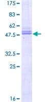 Human PRGP2 / PRRG2 Protein (Recombinant GST)