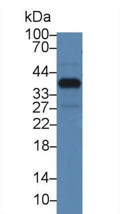 NUP37 Antibody (aa87-324)