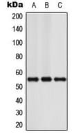 NFIA / Nuclear Factor 1 Antibody (N-Terminus)