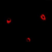 ADSS Antibody