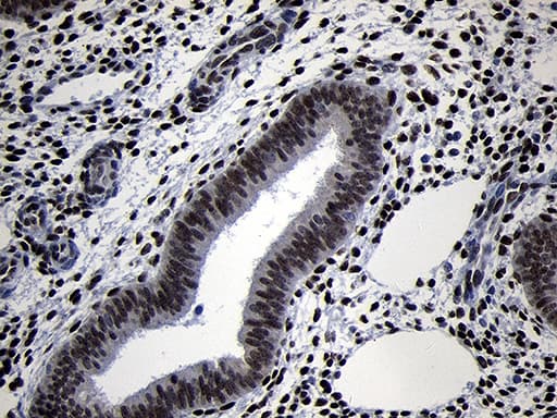 TCF12 / HEB Antibody (clone OTI2E11)