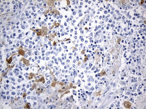 IDO1 / IDO Antibody (clone UMAB251)