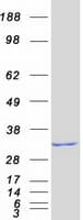 Human THAP1 Protein (Recombinant Myc-DDK (Flag))