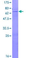 Human B4GALNT1 / GM2/GD2 Synthase Protein (Recombinant GST)