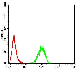 Monoclonal Mouse anti-Human RALA / RAL Antibody (clone 4G8C7, IHC, WB)