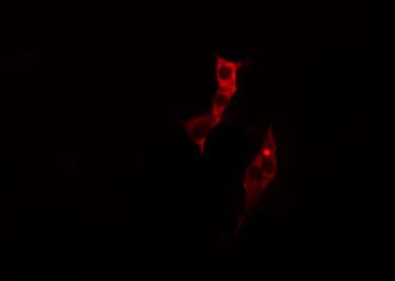 Fragilis / IFITM3 Antibody