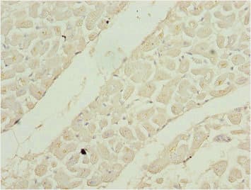 SHOX2 Antibody (aa72-331)