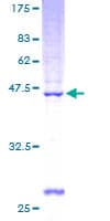 Human PNOC / Nociceptin Protein (Recombinant GST)