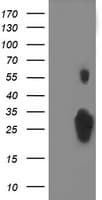Monoclonal Mouse anti-Human C1orf50 Antibody (clone OTI4D10, IF, WB)