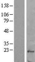 FUOM / C10orf125 Protein (Over-Expression Lysate Myc-DDK (Flag))