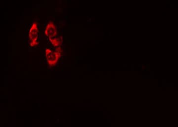 Complement C9 Antibody