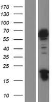 JRK Protein (Over-Expression Lysate Myc-DDK (Flag))
