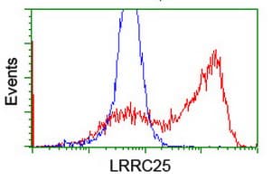 LRRC25 Antibody (clone OTI1D4)