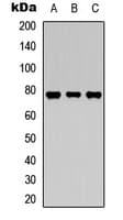 Polyclonal Rabbit anti-Human MAP3K7 / TAK1 Antibody (phospho-Thr187, IHC, WB)