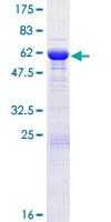 Human SGTB Protein (Recombinant GST)