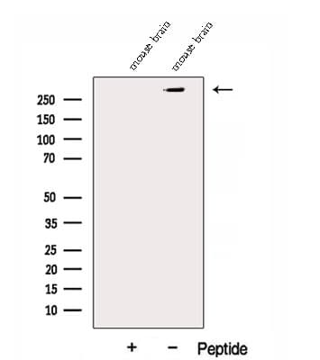 Polyclonal Rabbit anti-Human DMXL2 Antibody (IF, WB)