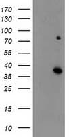 ELAVL1 / HUR Antibody (clone OTI14F11, Carrier-free)