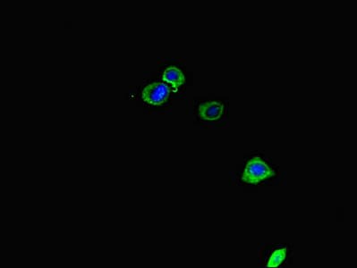 Polyclonal Rabbit anti-Human CENPU / MLF1IP Antibody (IHC, IF)