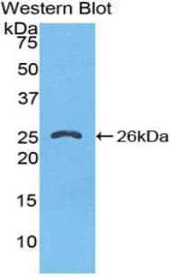Polyclonal Rabbit anti-Mouse FKBP38 / FKBP8 Antibody (Biotin, aa110-329, WB)