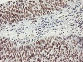 USP7 / HAUSP Antibody (clone OTI3D3, Carrier-free)