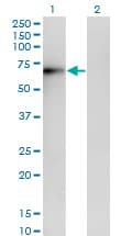 ERO1A / ERO1L Antibody (clone 4G3)