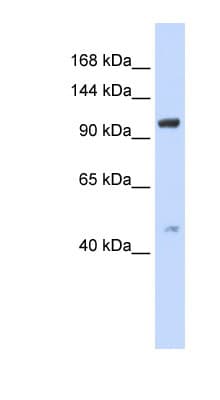 TRPC4 Antibody (C-Terminus)