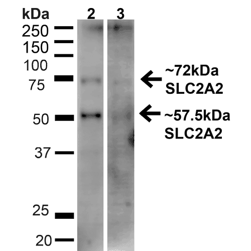 SLC2A2 / GLUT2 Antibody (APC)