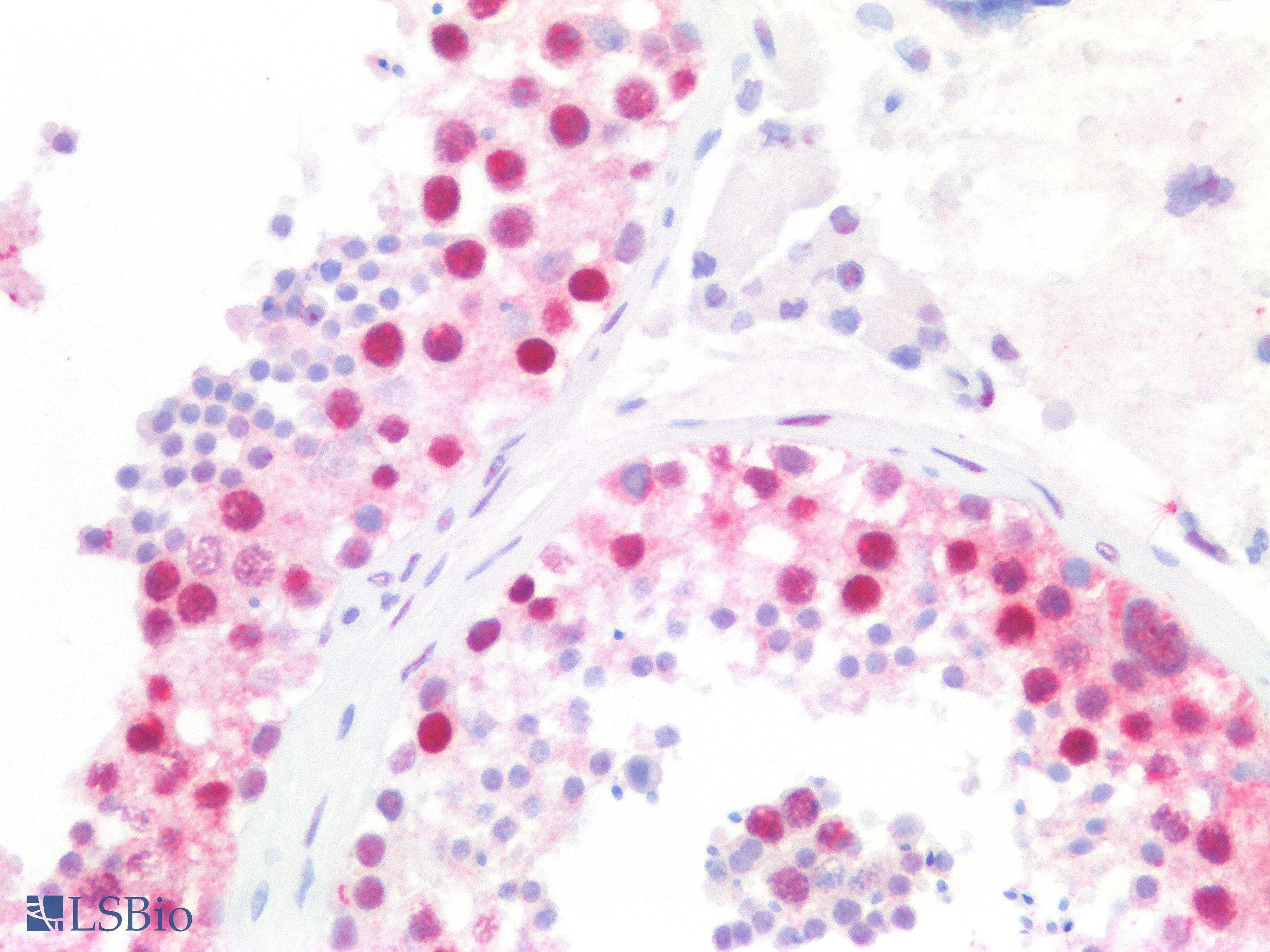 IHC-plus™ PCNA Antibody (clone PC10)