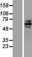 NRBP1 / NRBP Protein (Over-Expression Lysate Myc-DDK (Flag))