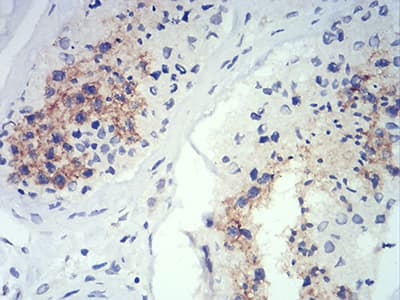 ATG14 Antibody (clone 1F7C10)