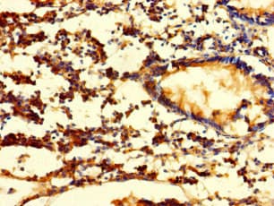 Polyclonal Rabbit anti-Human FGF13 Antibody