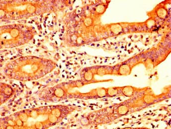 ERI1 / HEXO Antibody