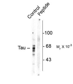 MAPT / Tau Antibody (phospho-Ser416)