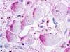 PathPlus™ Polyclonal Rabbit anti-Human GPR26 Antibody (Extracellular Domain, IHC)